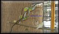 Papousek zpevavy - barevne mutace
